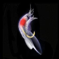 SABIKI EX127 HAYABUSA