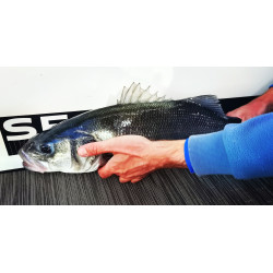 TOISE ADHESIVE SEANOX 50CM