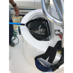 EPUISETTE VIVIER CUDA