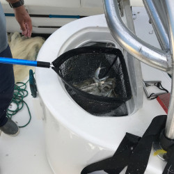 Pack à vifs Cuda pour pêche