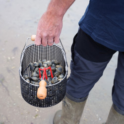 GRIFFE ACIER A COQUILLAGE 3 DENTS