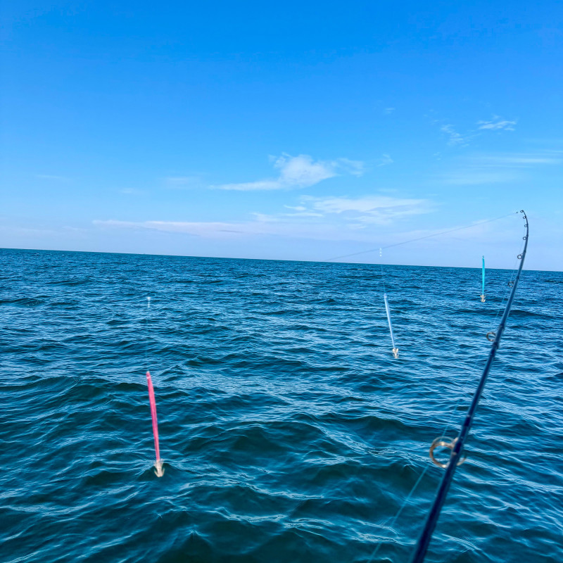 Sticks Pikaichi Hayabusa 14 cm Bleu x20 | Calamar et Seiche