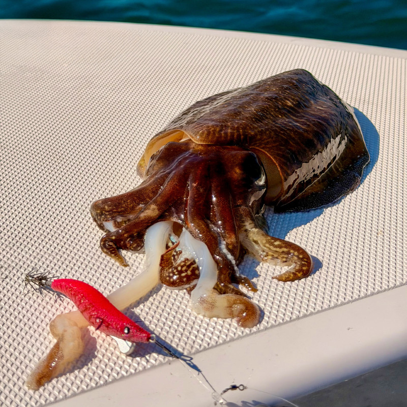 Turlutte Hayabusa Squid Junky Hug Hug 3.0 Peach Fizz