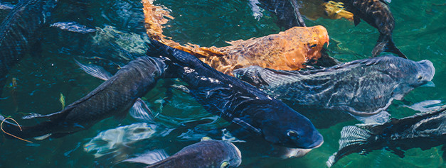 Équipements pisciculture - Filets, épuisettes professionnels | AMIAUD SHOP