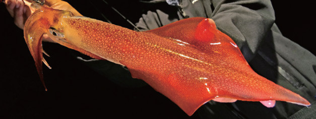 Leurre seiche et calamar - Turlutte Hayabusa | AMIAUD SHOP