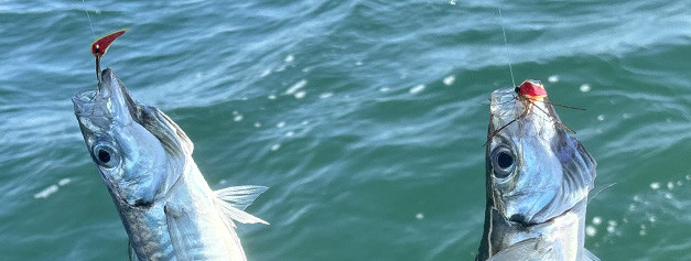 Sabikis Petits Poissons