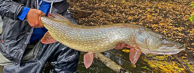 Hameçons Carnassier