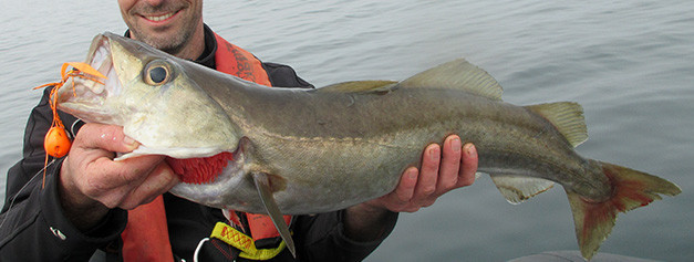 Madaï Hayabusa - Leurre madaï pêche mer | AMIAUD SHOP