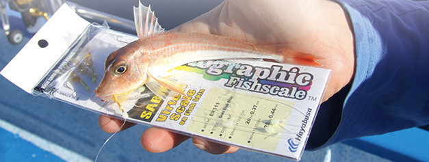 Sabikis Gros Poissons