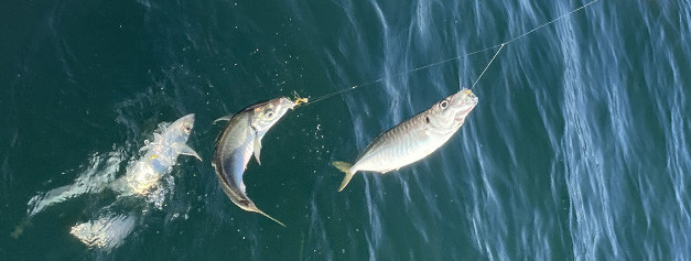 Sabikis Prêts À Pêcher