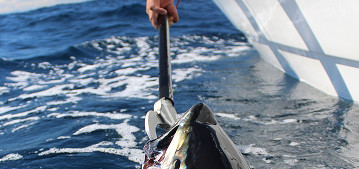 Pince à thon Amiaud Pêche : l'outil indispensable pour réussir la pêche du thon